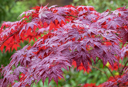 Roter Japanischer Ahorn, Acer palmatum