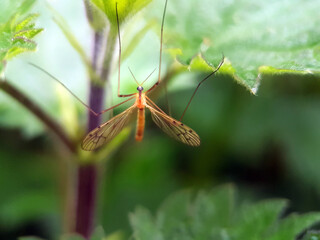 Fly on leaf