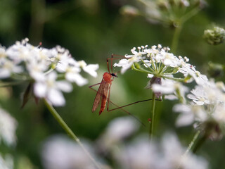 Fly on leaf