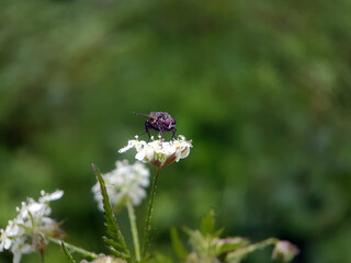 Fly on leaf