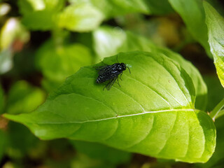 Fly on leaf