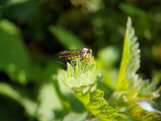 Fly on leaf