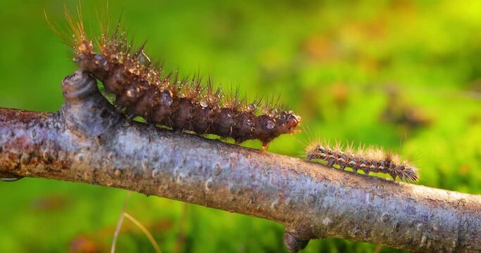 Caterpillar Yellow tail moth (Euproctis similis) and caterpillar Phragmatobia fuliginosa crawls along a tree branch on a green background.
