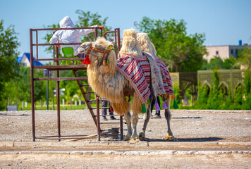 Bactrian camel on the background of historical places in Central Asia. A beautiful, elegant and...