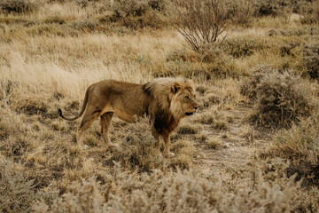 Namibia Etosha National Park Lyon