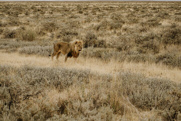 Namibia Etosha National Park Lyon