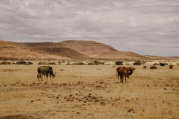 K&uuml;he in der Steppe in Namibia