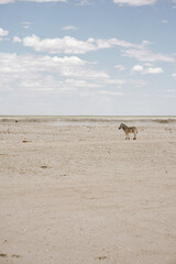 Namibia Etosha National Park Zebras