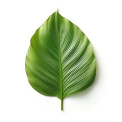 A lush of green leaf that leaf is detailed and realistic, be isolated on a white background.