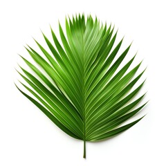 A single green palm leaf isolated on white background.