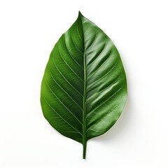 Fototapeta premium A single, dark green leaf with visible veins rests on a solid white background.