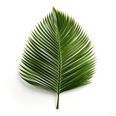 Obraz premium A single green palm leaf is isolated on white background