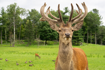 Deer portrait close up shot with selective focus. Wild deer on the green nature background at the Omega park in Quebec, Canada. Majestic fallow deer or dama dama. 