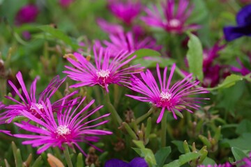 Obraz premium flowers in the garden