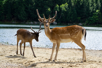 A couple of the European fallow deers at the forest near the river. Dama dama cute spotted deers. 
