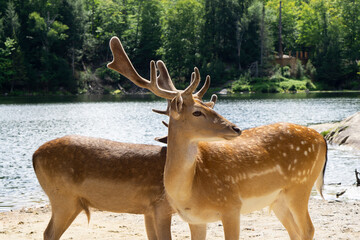 A couple of the European fallow deers at the forest near the river. Dama dama cute spotted deers. 