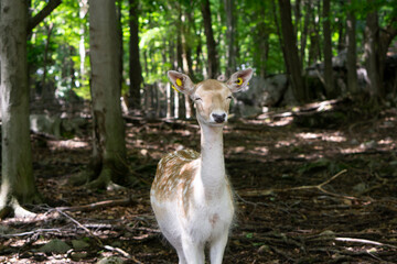 Deer portrait close up shot with selective focus. Wild deer on the green nature background at the Omega park in Quebec, Canada. Majestic fallow deer or dama dama. 