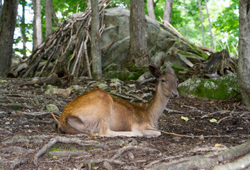 Eropean fallow deers on the nature background. Dama dama deers in Quebec, Canada. 