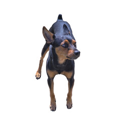 Miniature pinscher isolate on a white background.