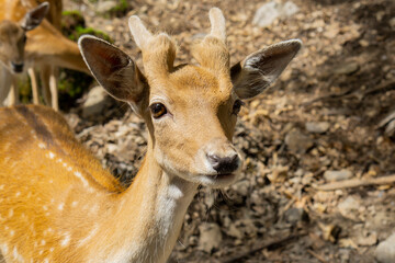 Young curious fallow deer at the national parc in Quebec, Canada. Majestic european fallow deer male in september. Fallow deer (Dama dama), bucks fleeing. 