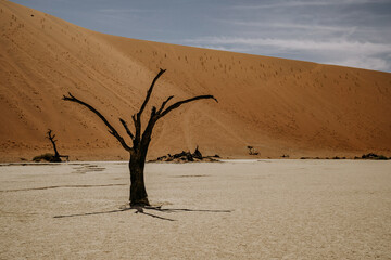 Namibia Deadvlei Sossusvlei Dunes