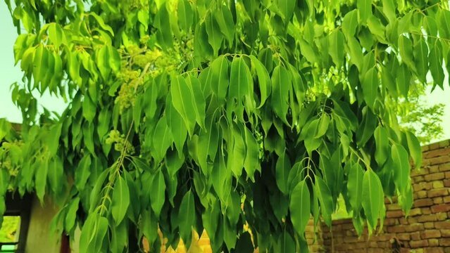 Black plum tree also known as Jamun tree waving in air. Malabar plum, jambol, jamun, jambul, java plum tree.