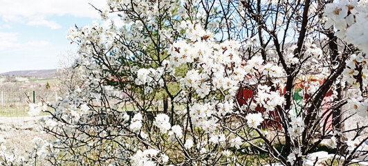 Caution Sign - Allergy Season Ahead, Pollen