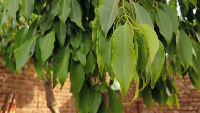 Black plum tree also known as Jamun tree waving in air. Malabar plum, jambol, jamun, jambul, java plum tree.
