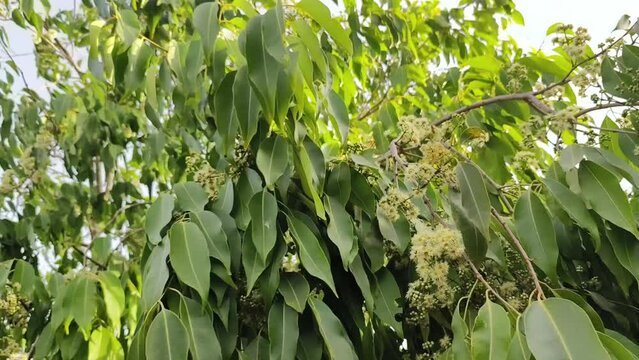 Black plum tree also known as Jamun tree waving in air. Malabar plum, jambol, jamun, jambul, java plum tree.