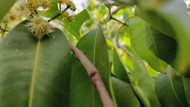 Black plum tree also known as Jamun tree waving in air. Malabar plum, jambol, jamun, jambul, java plum tree.