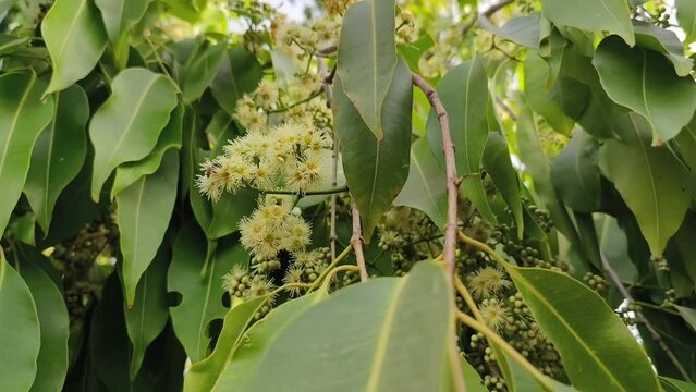 Black plum tree also known as Jamun tree waving in air. Malabar plum, jambol, jamun, jambul, java plum tree.