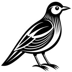 bird on white background