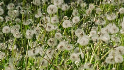 The wind blows the fluff off the dandelions in the meadow. The seeds are scattered everywhere. The concept of lightness and carefreeness