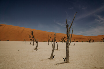 Namibia Deadvlei Sossusvlei Dunes