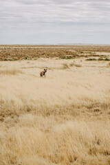 Namibia Etosha National Parc Hyena