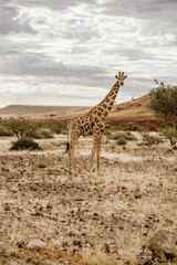 Namibia Palmwag Giraff