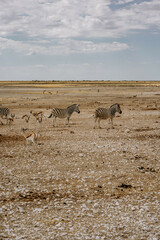 Namibia Etosha National Park Zebras