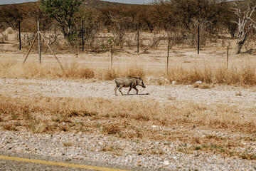 Namibia Warzenschwein