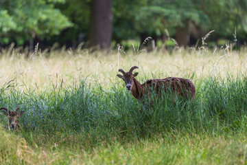 A herd of Mouflon - Ovis musimon and Sika deer - Cervus nippon are on a meadow in the grass.