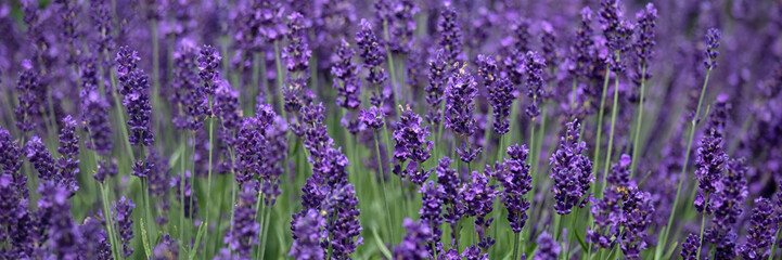 Obraz premium Panorama of flowers of lavender Lavandula angustifolia 'Hidcote' growing in a garden in summer