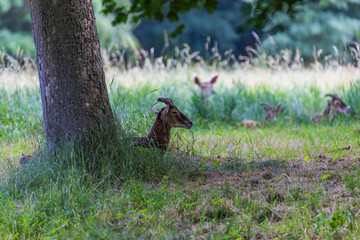 A herd of Mouflon - Ovis musimon and Sika deer - Cervus nippon are on a meadow in the grass.