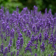 Closeup of flowers of lavender Lavandula angustifolia 'Hidcote' growing in a garden in summer