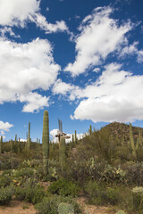 Obraz premium Saguaro cacti in Saguaro National Park, Arizona