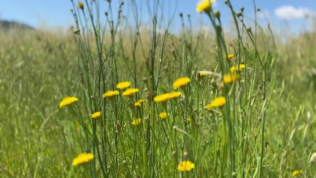 Landscape no people of grass meadow field with mountains and blue sky in background. Peaceful nature outdoors with calm wind outdoors.