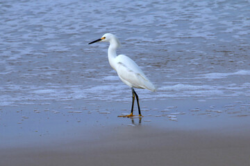 Garça-branca-pequena aproveitando a fartura de tatuís na praia de Cordeirinho - Maricá - RJ