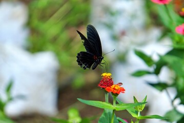 black butterfly perches on a pink flower