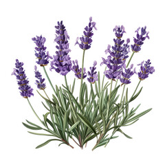 Obraz premium Lavender Blossoms in White Isolation