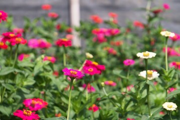 colorful flower garden