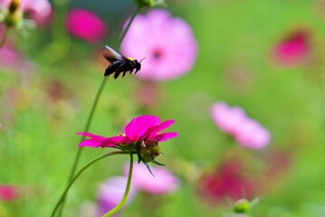 bee flying in the garden