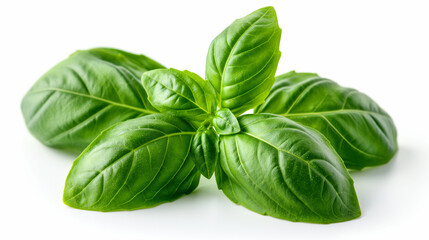 Fototapeta premium A vibrant basil leaf, smooth and aromatic, with a bright green color